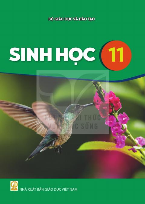 Sách giáo khoa Sinh học 11 - Kết nối tri thức 2026-2027